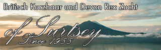 Britisch Kurzhaar und Devon Rex Zucht of Surtsey